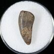 Tyrannosaur Tooth - Montana #14787-1